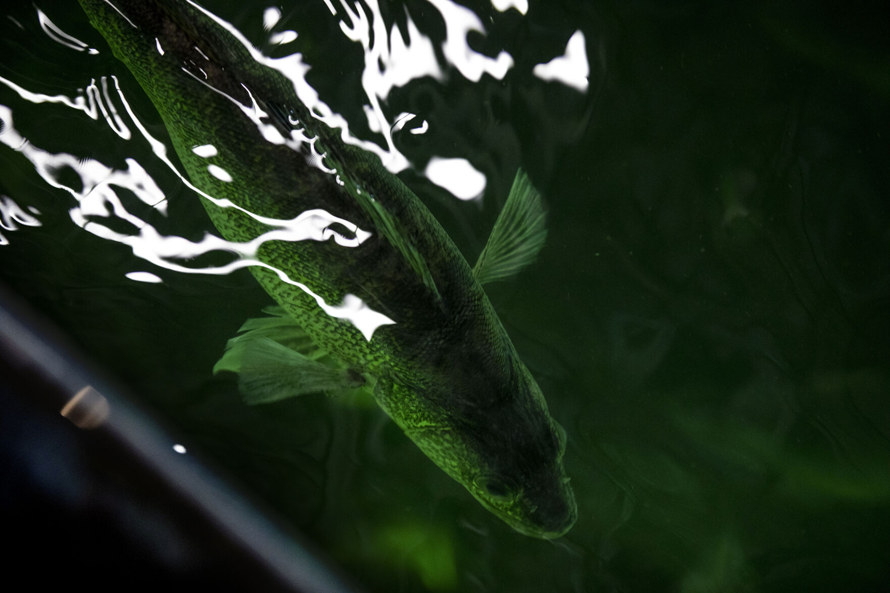 032421-news-spawning 08.jpg